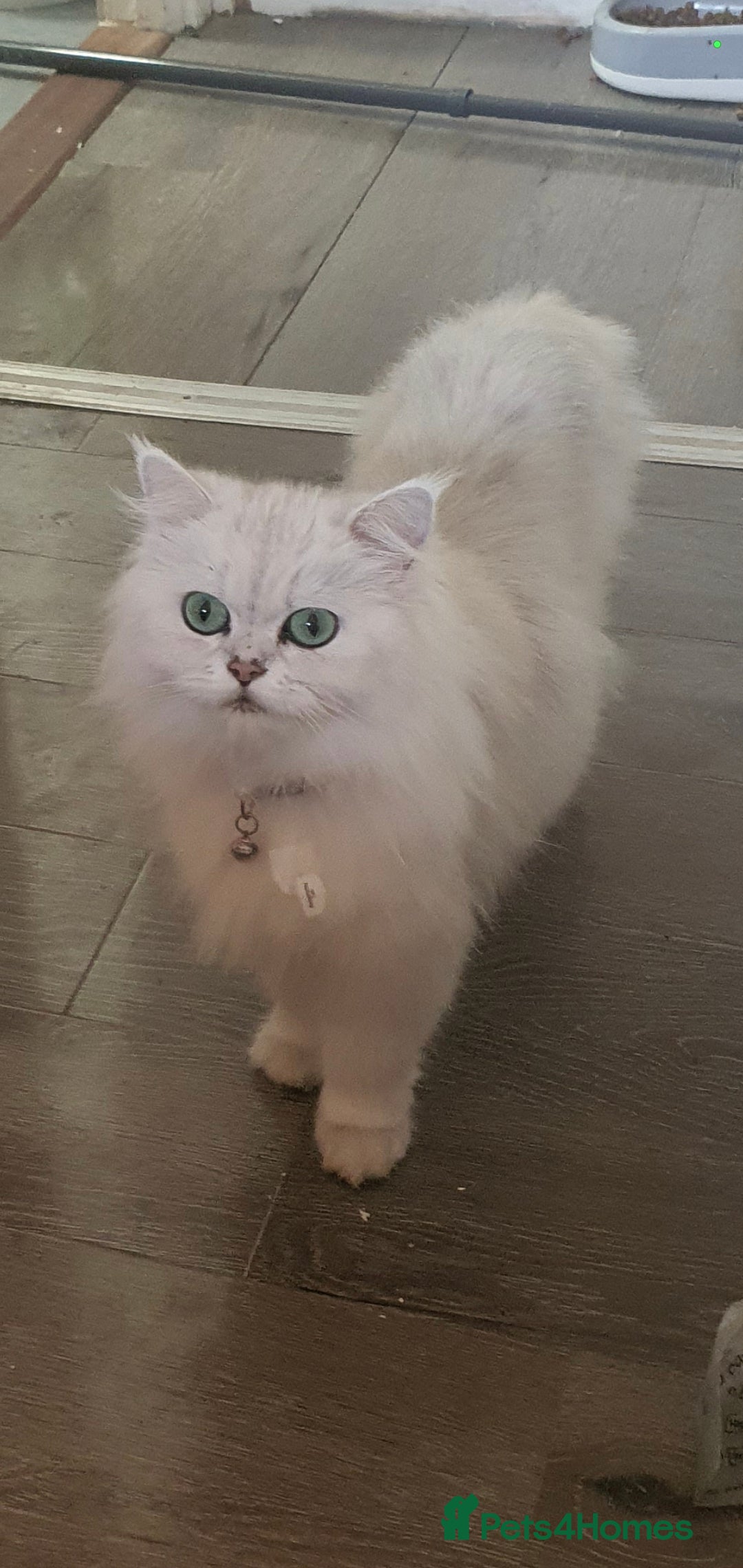 Persian cats for sale: Persians last 2 - Image 3