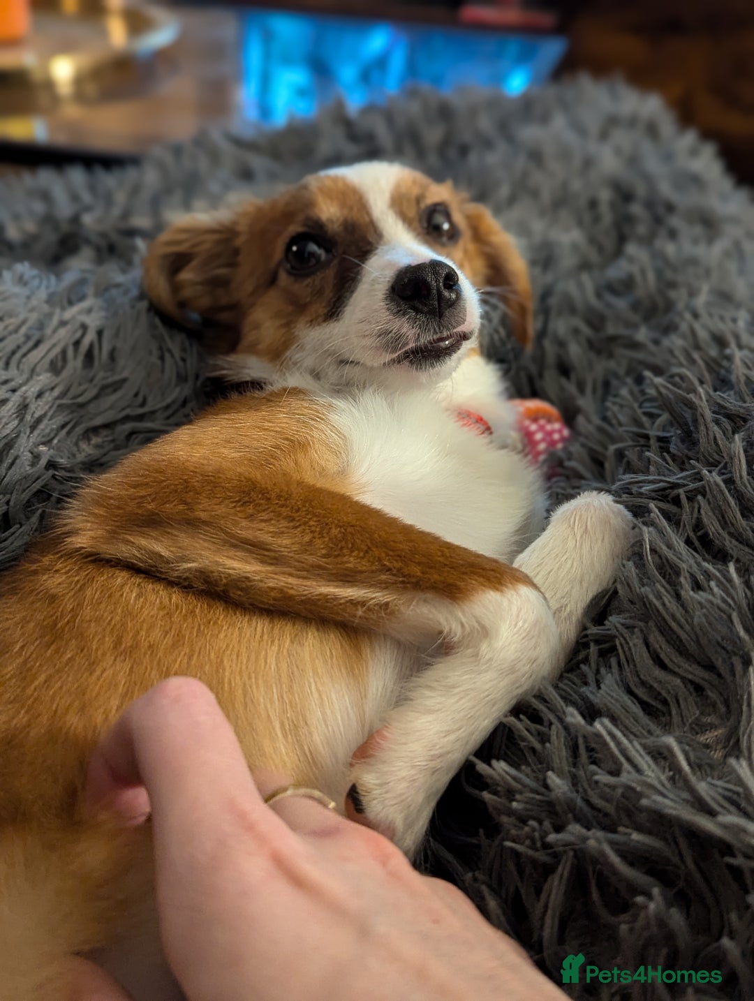 Mixed Breed dogs for sale: Roo - Lovely Small Dog - Image 17
