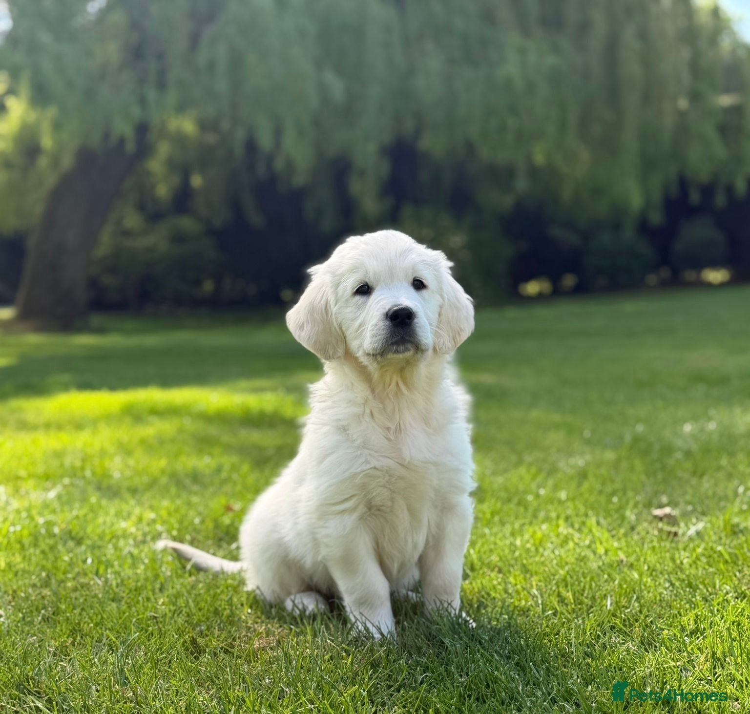 Golden Retriever dogs Heavy Coated Chunky Puppies - Advert 1