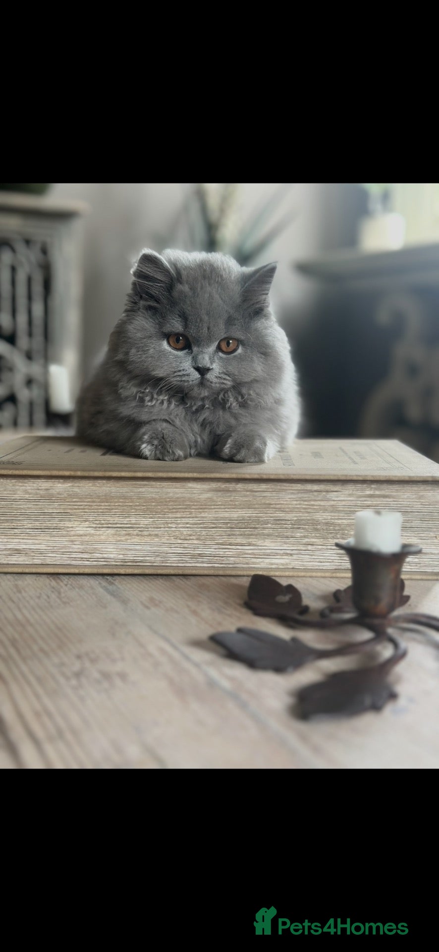 British Shorthair cats One Kitten Left!  - Advert 1