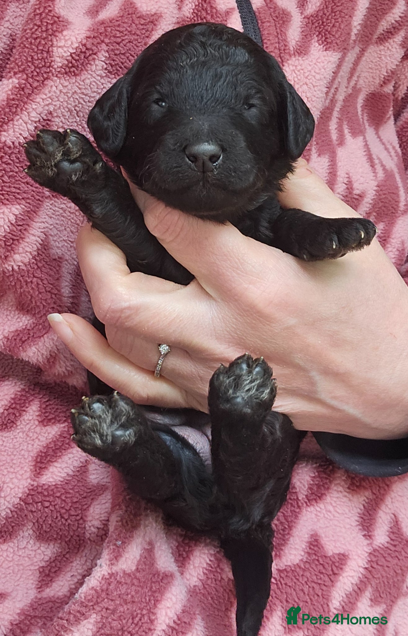Poodle dogs for sale: Exceptional health tested Moyen Poodles  - Advert 26
