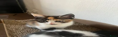 Mixed Breed Kitten 1