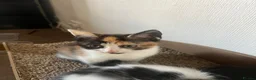 Mixed Breed cats for sale: gorgeous boys in Mansfield - Advert 18