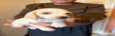 Beagle 4