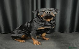 Rottweiler dogs for sale: Female Rottweiler - Image 2