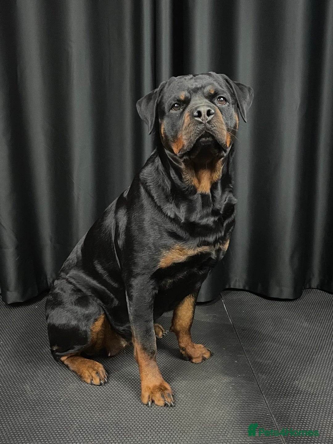Rottweiler dogs for sale: Female Rottweiler - Image 2