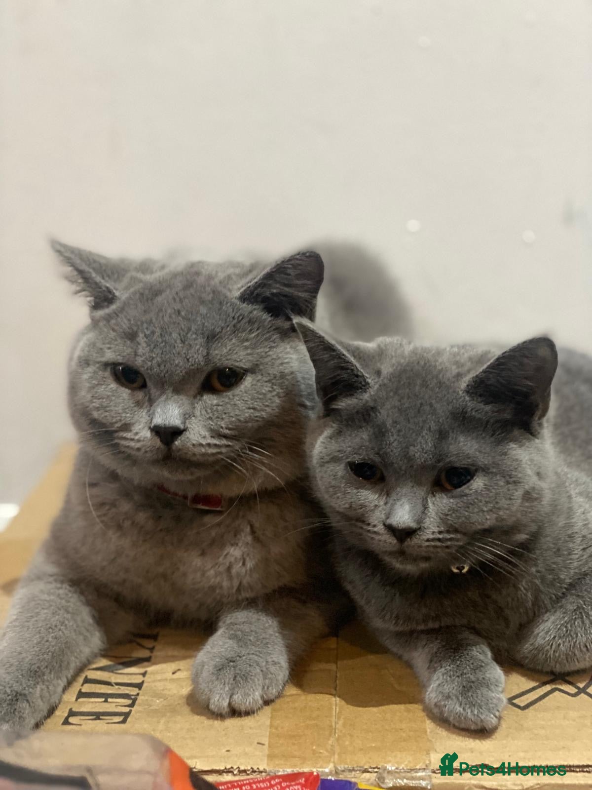 British Shorthair cats British short hair Male and Female  - Advert 1