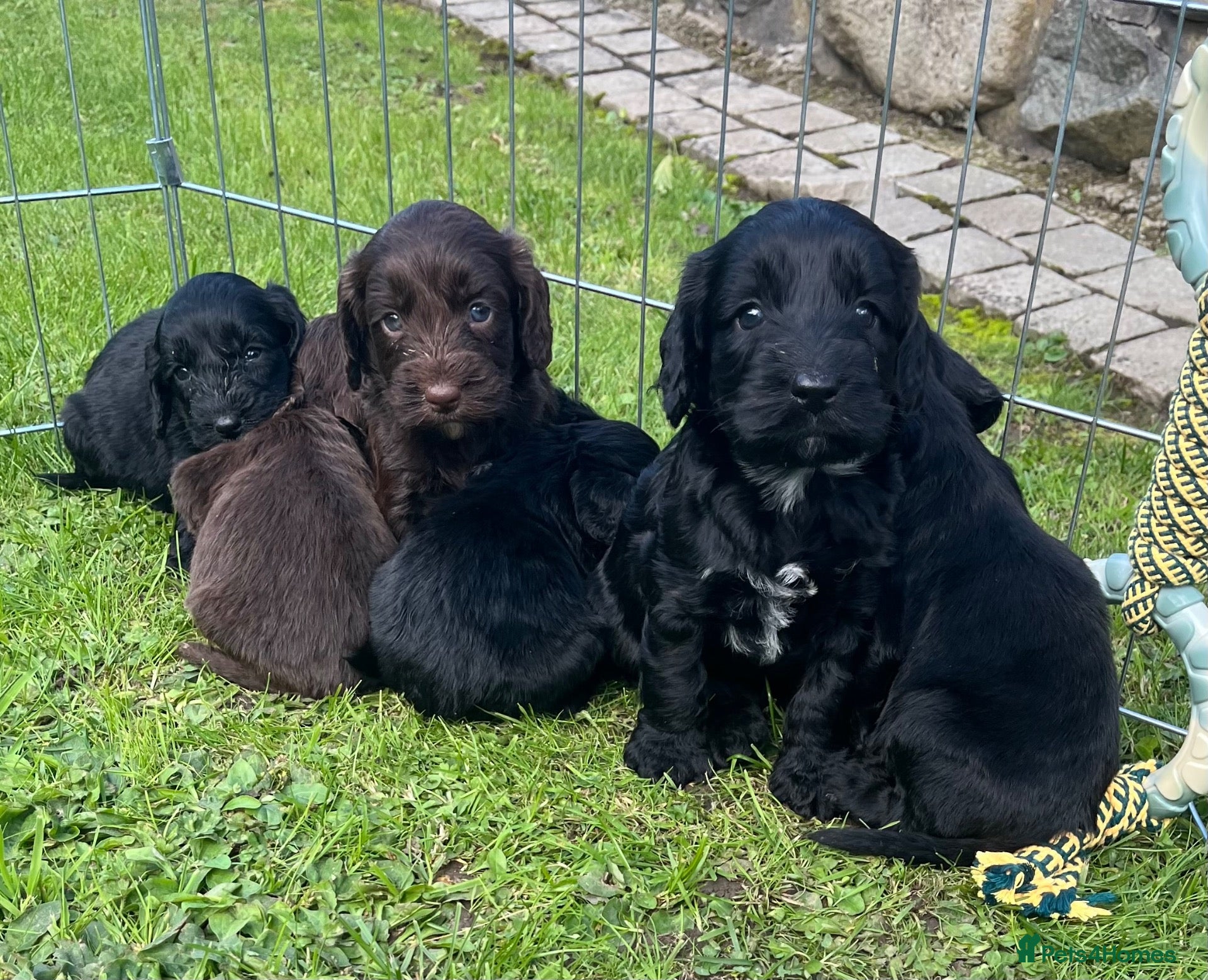 Cockapoo dogs 7 beautiful F1 Cockapoo puppies, brown and black.  - Advert 2