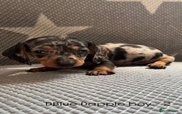 Dachshund dogs for sale:  !!Reduced!!READY TO LEAVE!! miniature dachshunds  - Image 18