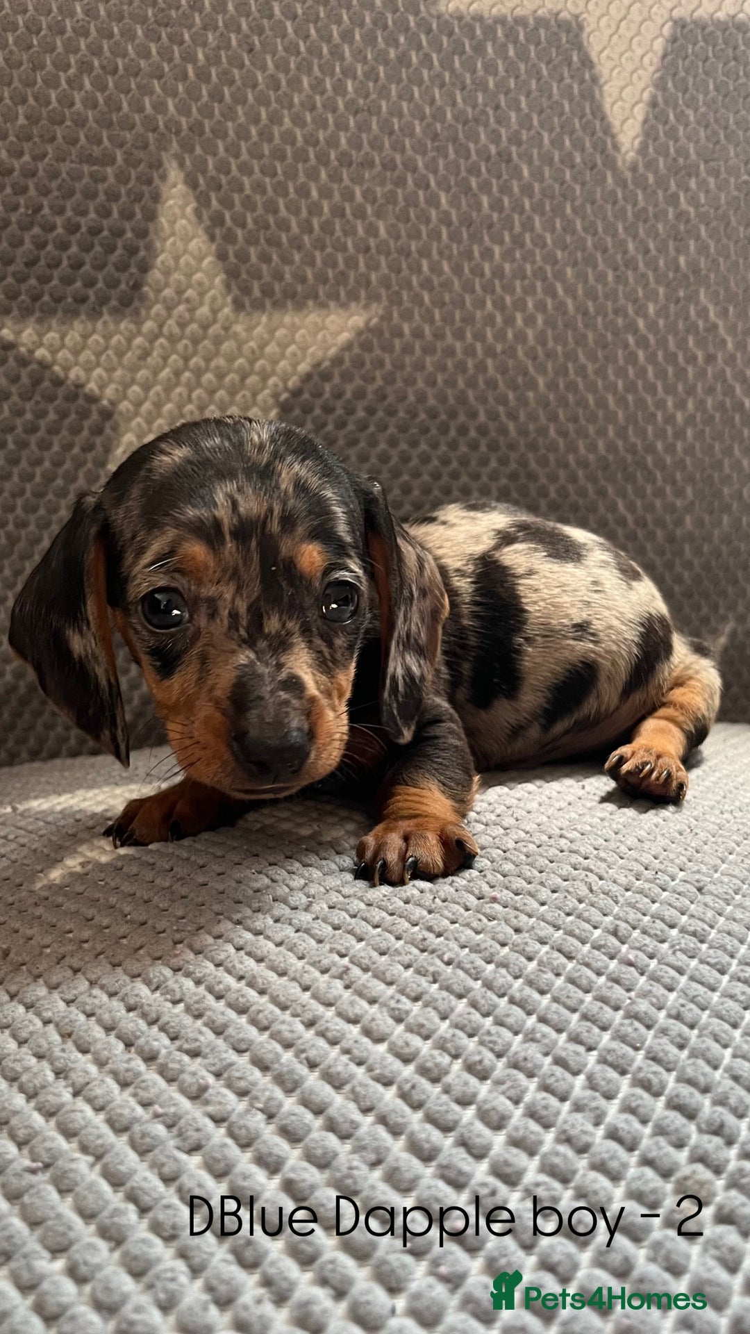Dachshund dogs for sale:  !!Reduced!!READY TO LEAVE!! miniature dachshunds  - Image 18