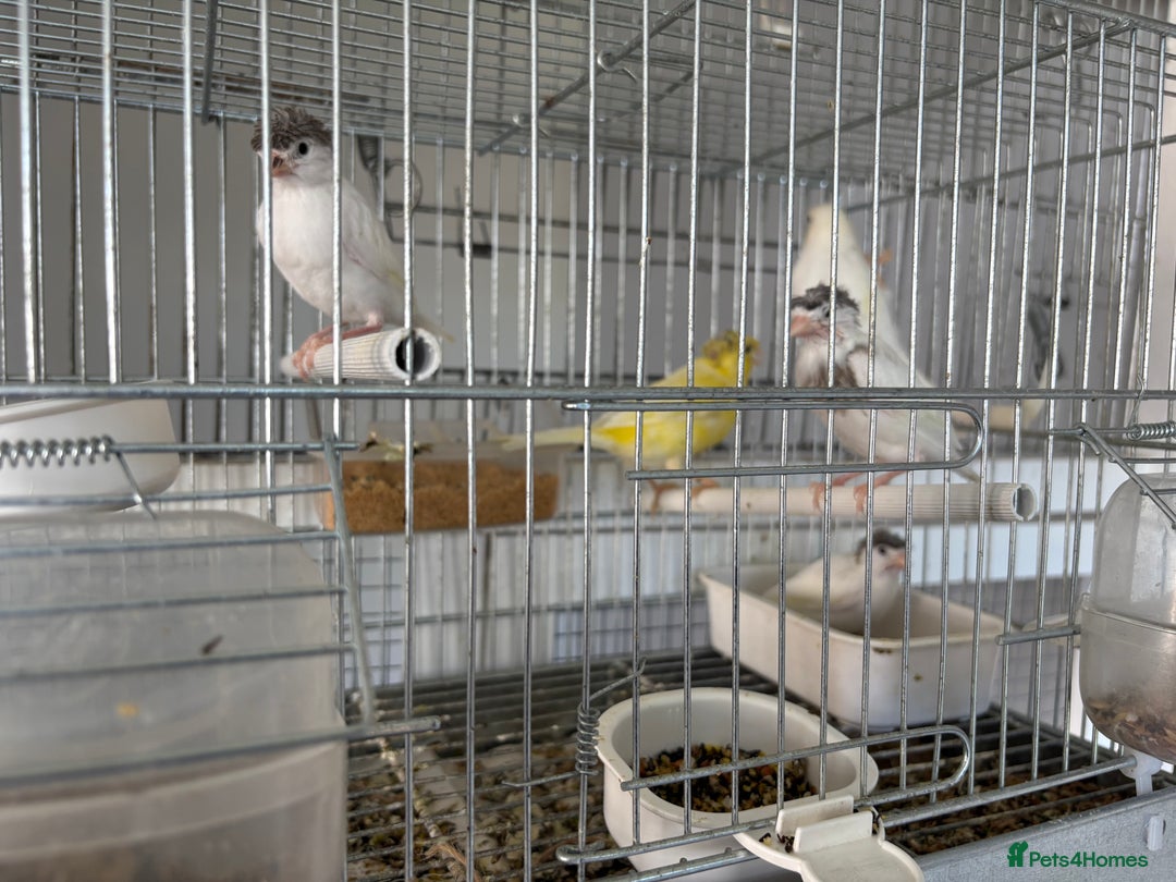 Canaries birds for sale: Canary - Image 9