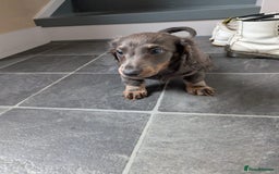 Miniature Dachshund dogs for sale: Miniature Dachshund Puppies  - Image 4