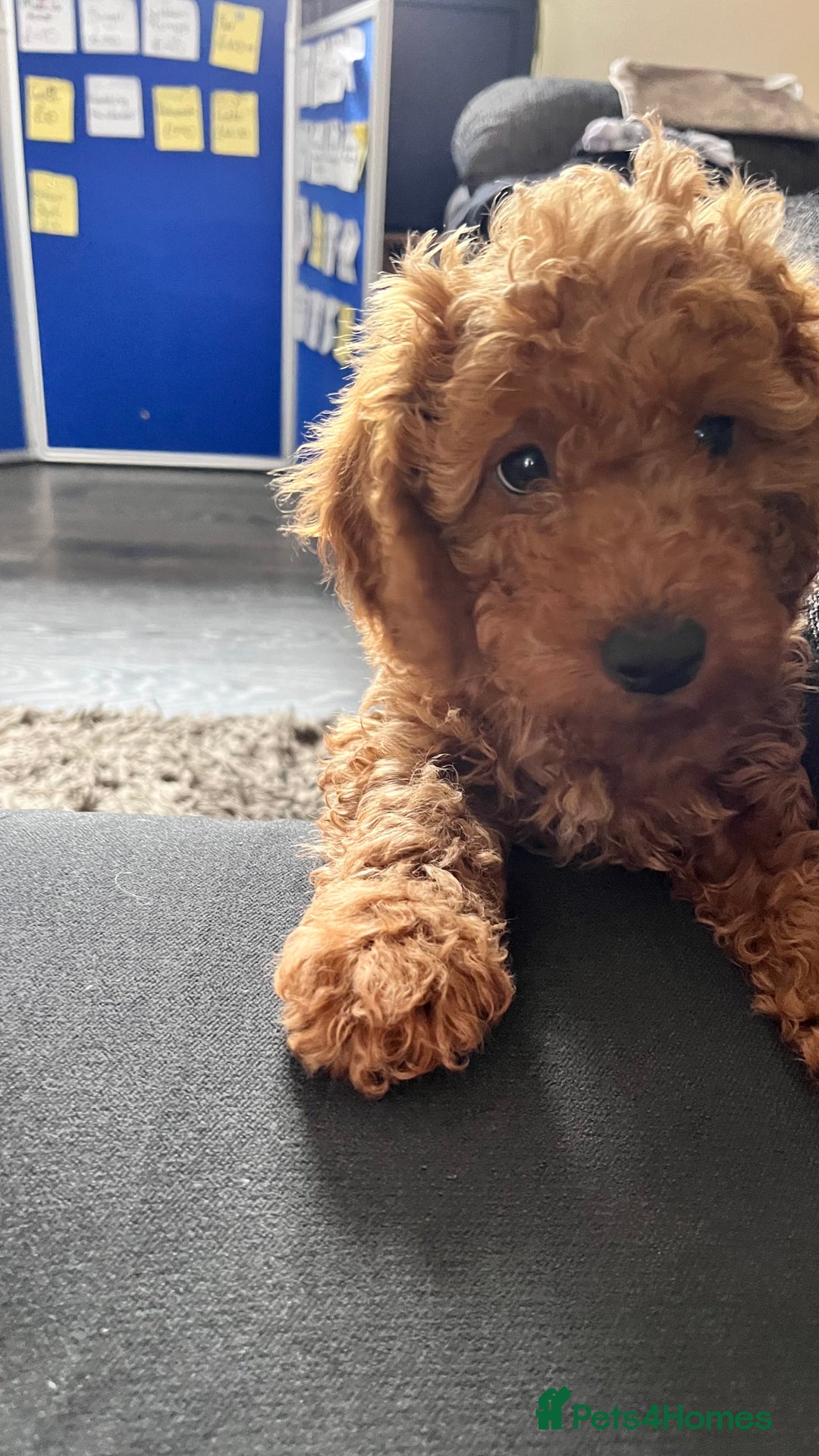 Cockapoo dogs for sale: 🌟  ONE RED CURLY FLUFFY BOY Now 🌟 in Boston - Image 18