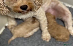 Cavapoo dogs for sale: F1b health tested cavapoo - Image 30
