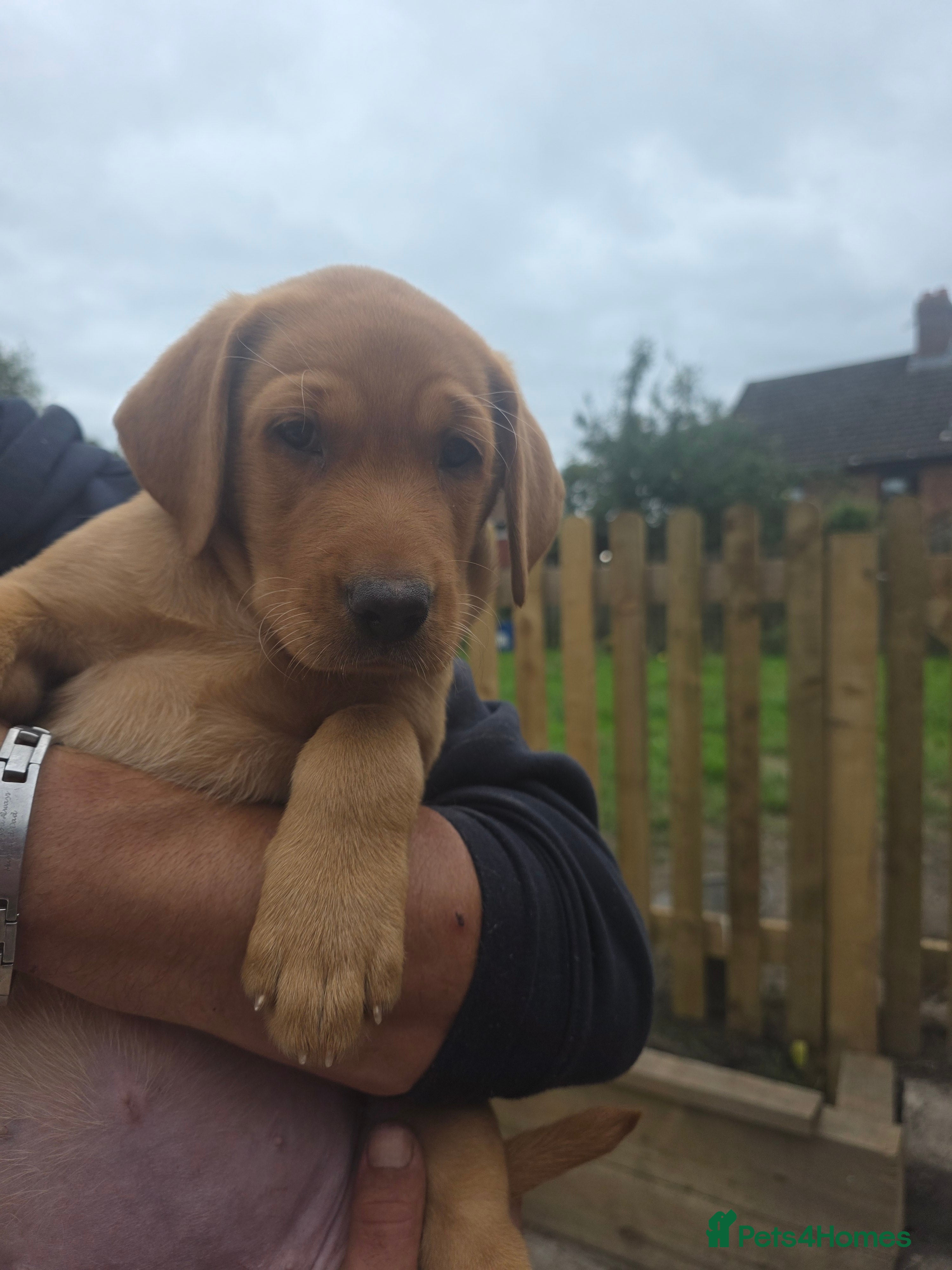 Labrador Retriever dogs KC REG, EHANCED HEALTH TESTED, RED & YELLOW LABS - Advert 2