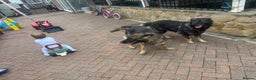 German Shepherd dogs for sale: 2 beautiful German Shepherd sisters - Advert 9