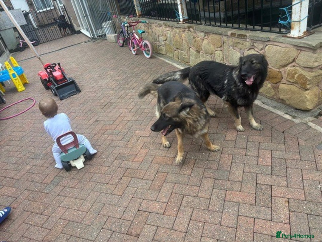 German Shepherd dogs for sale: 2 beautiful German Shepherd sisters - Advert 9
