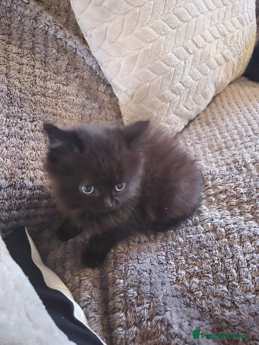 Mixed Breed cats for sale: Gorgeous little fluffy balls  - Advert 2
