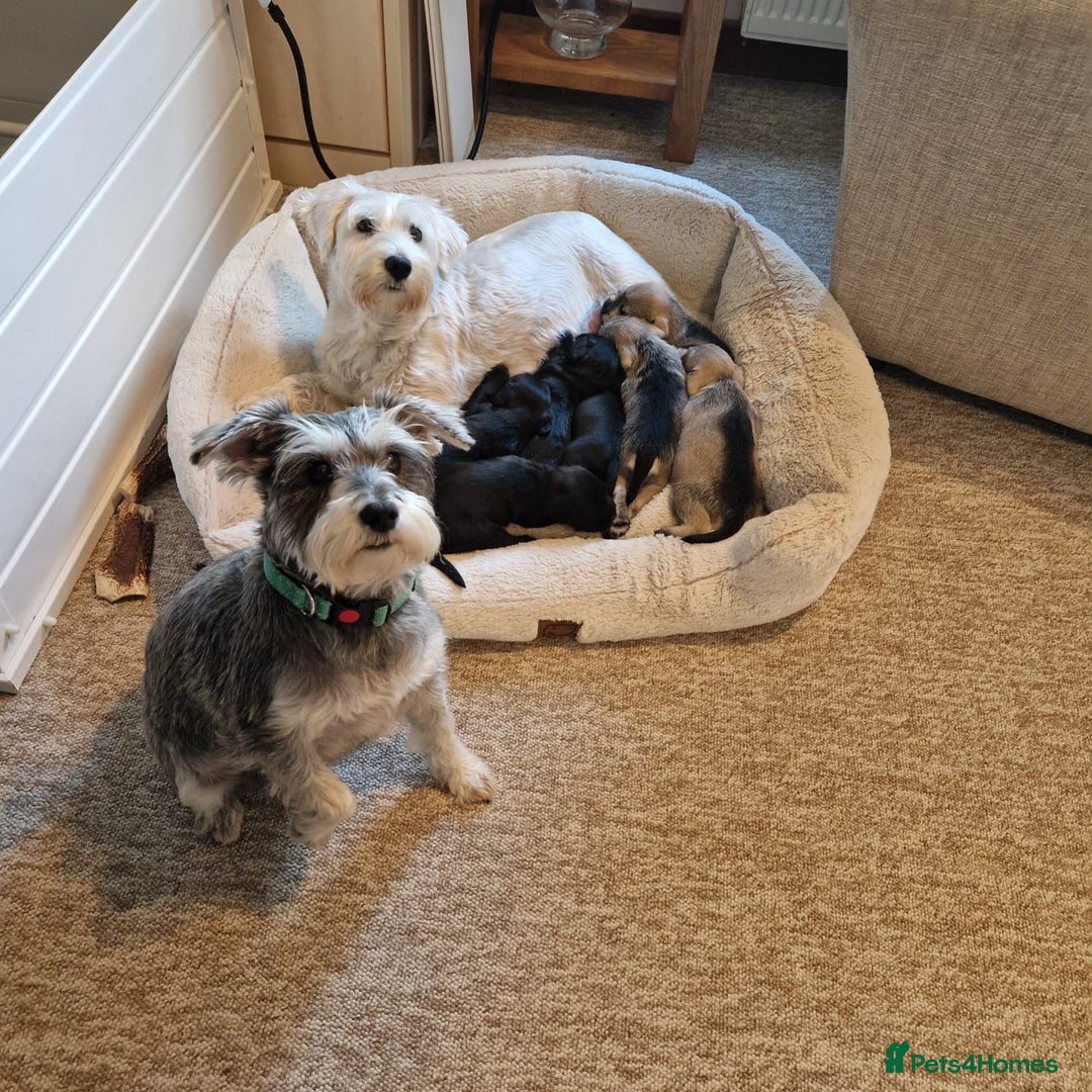 Miniature Schnauzer dogs for sale: beautiful litter  of miniature schnauzers - Advert 9