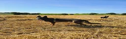 German Shepherd dogs for sale: Kc reg working line German shepherd pups in Barnsley - Advert 32