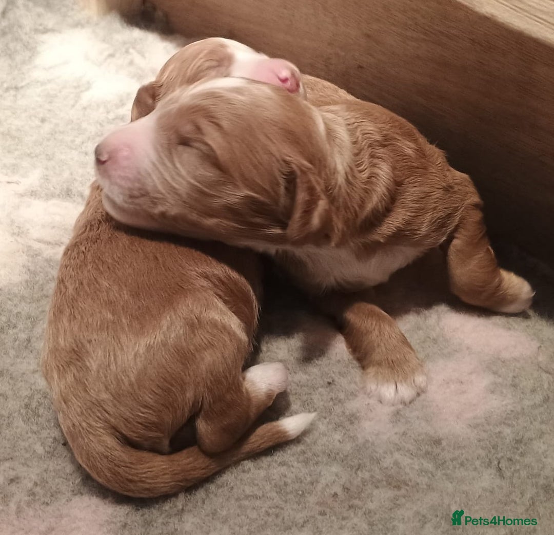 Mixed Breed dogs for sale: Australian doubledoodle puppies - Image 5