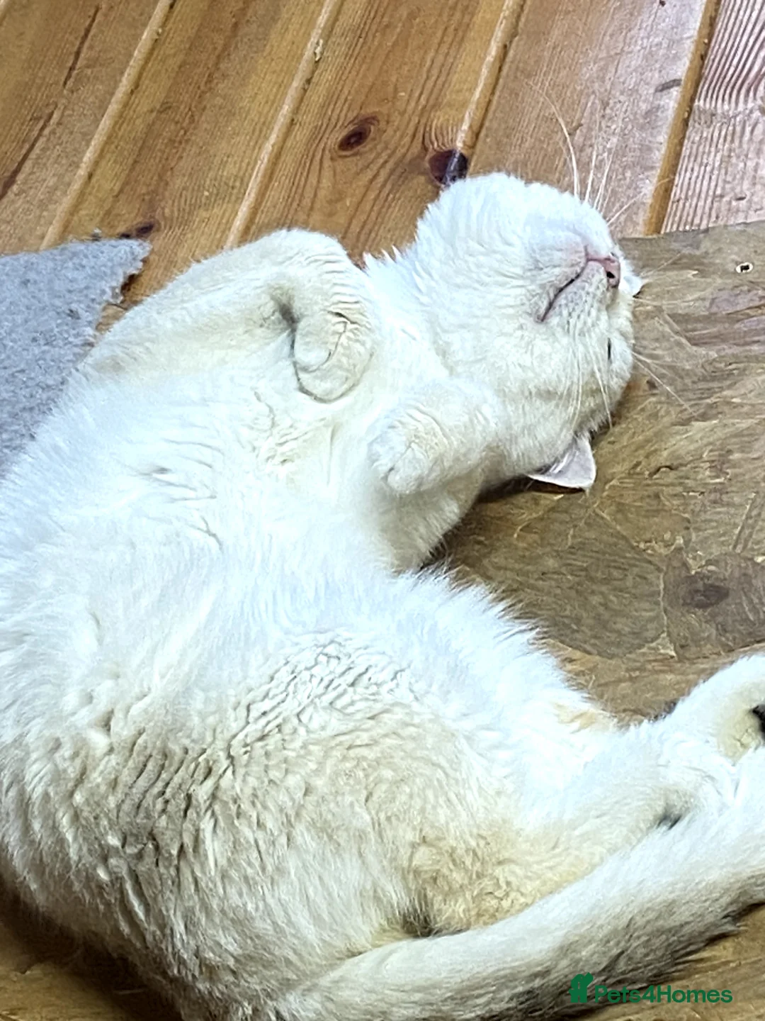 British Shorthair cats for stud: 🥇GCCF registered Gold tippedBritish shorthair🥇 in Slough - Advert 6