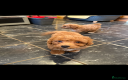 Cavapoo dogs for sale: Miniature cavapoo’s for sale - Image 3
