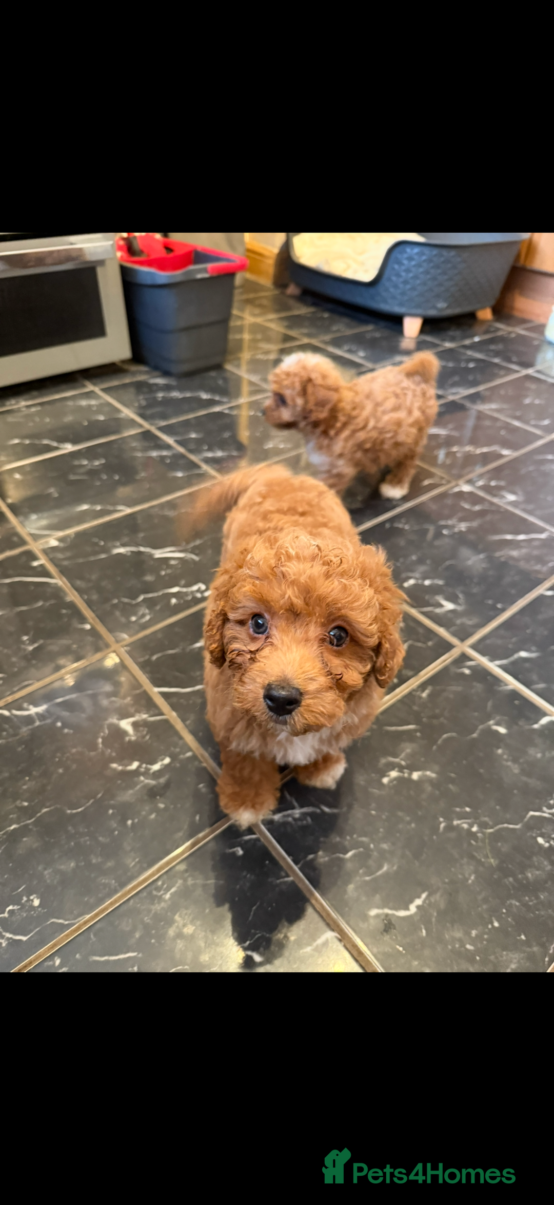 Cavapoo dogs for sale: Miniature cavapoo’s for sale - Image 3