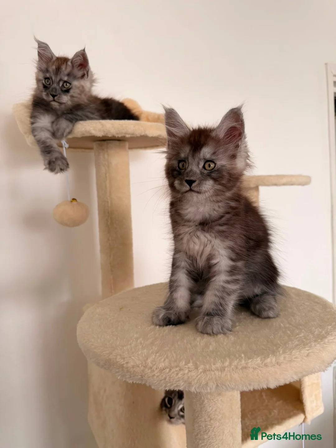 Maine Coon cats for sale: MaineCoon World Champion Bloodlines/London  - Advert 2