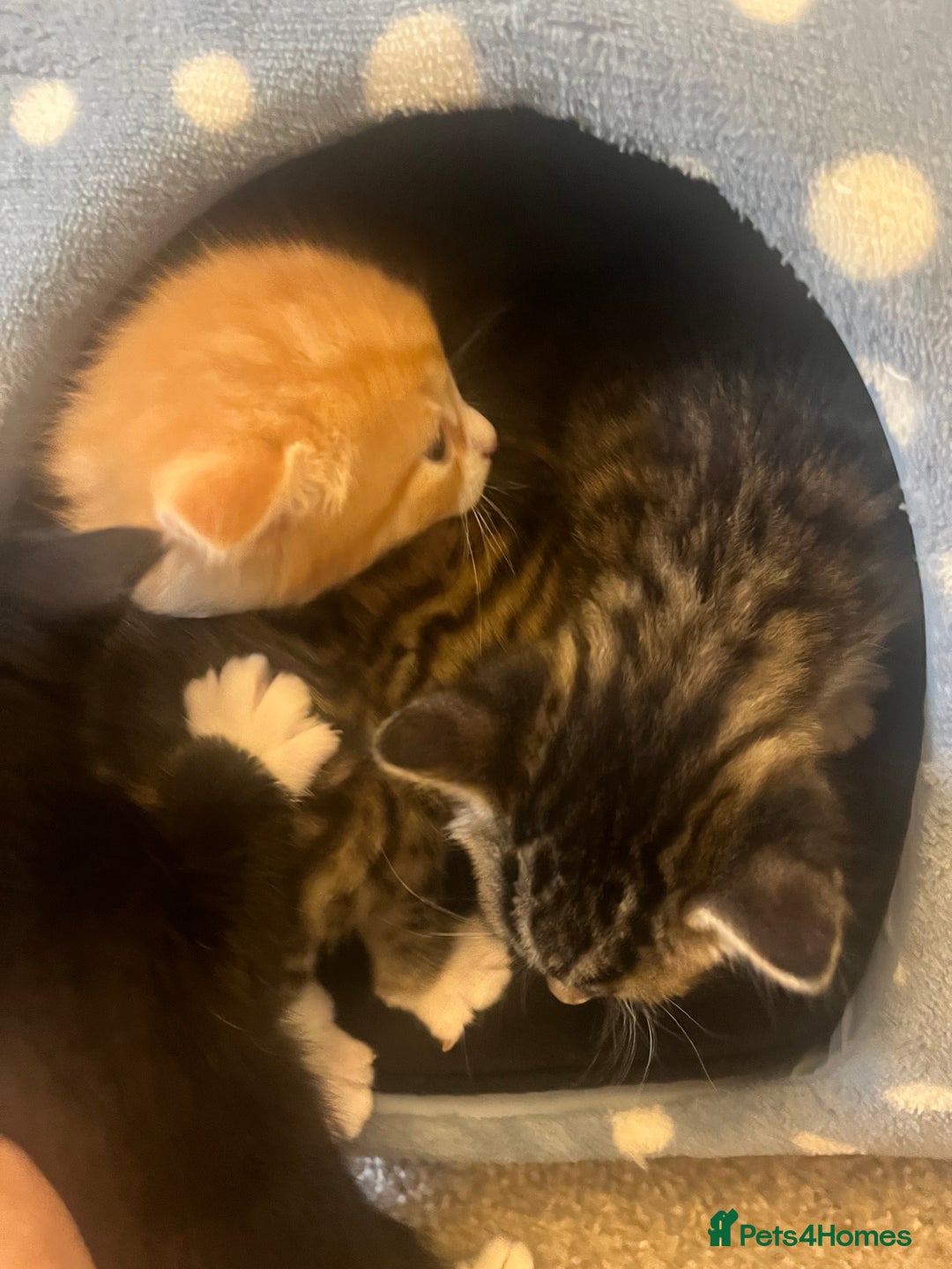 Mixed Breed cats for sale: 3 gorgeous kittens available - Image 10