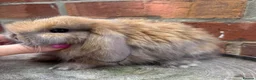 Mini Lop rabbits for sale: Pedigreed pure bred mini lops  - Advert 24