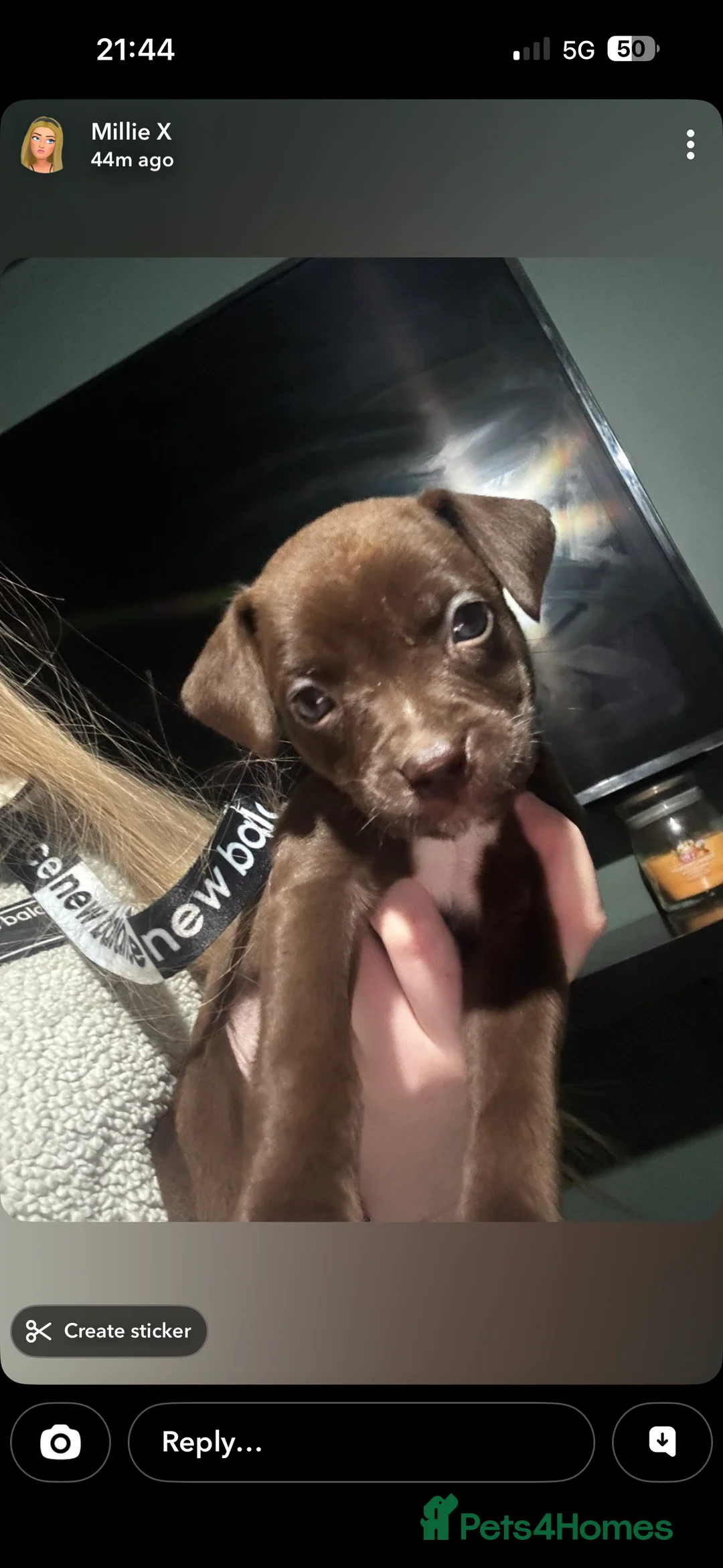 Mixed Breed dogs for sale: ‼️American bully x springer spaniel puppies ‼️  - Advert 22