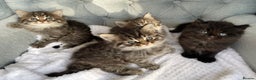 Siberian cats for sale: Siberian kittens for sale - Advert 2