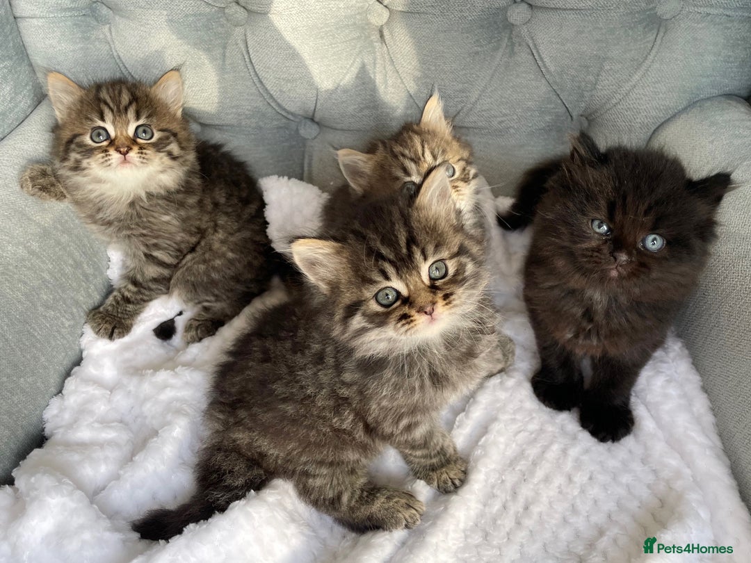 Siberian cats for sale: Siberian kittens for sale - Advert 2