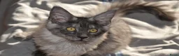 Maine Coon cats for sale: Tica Maine Coon Girls looking for forever homes - Advert 8