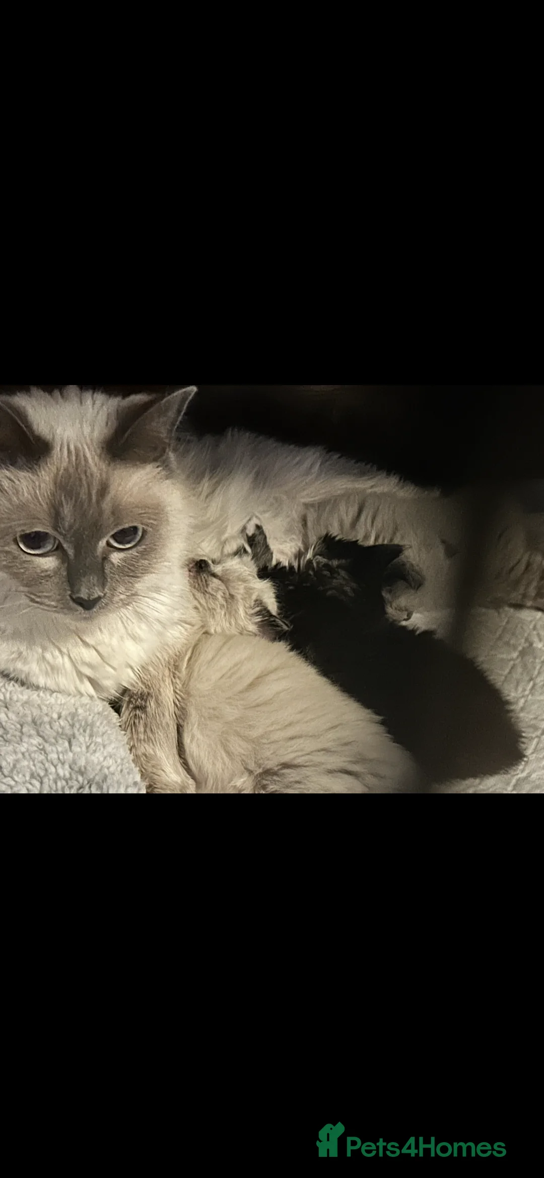 Mixed Breed cats for sale: Ragdoll x maincoon sold - Advert 2