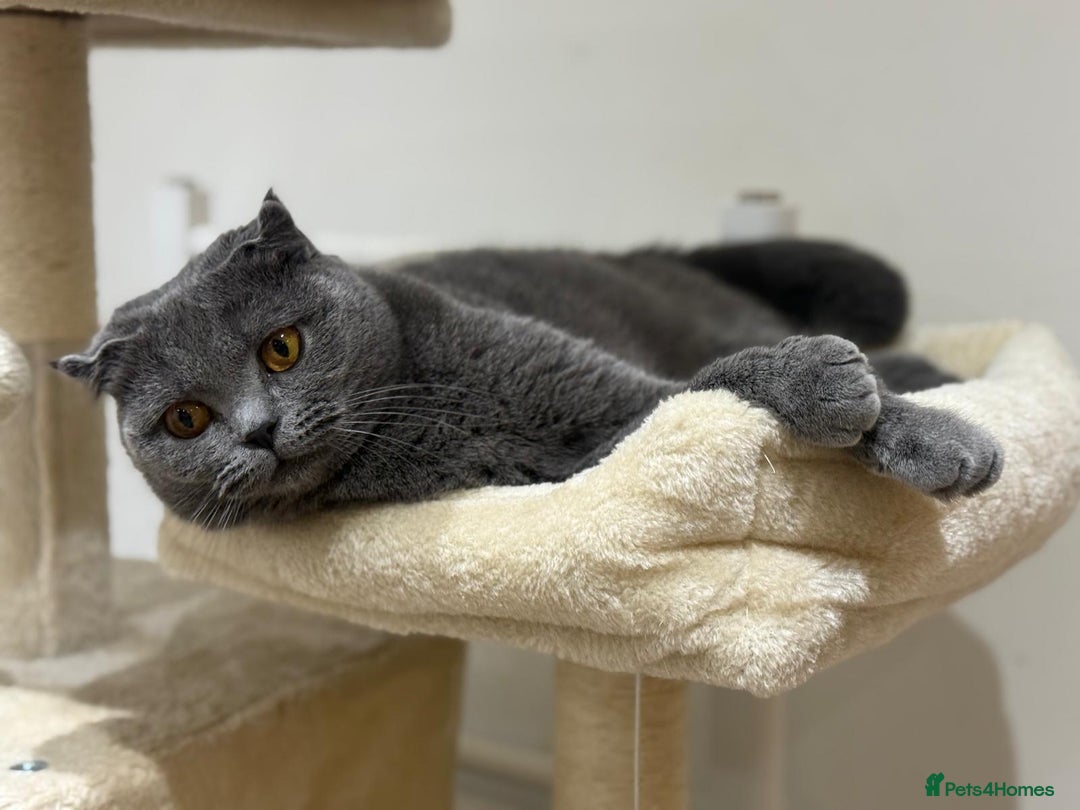 Scottish Fold cats for sale: 3 beautiful female scottish fold & straights 😍🎀 - Advert 3