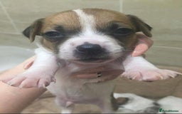 Jack Russell dogs for stud: Looking for a girlfriend  - Image 9