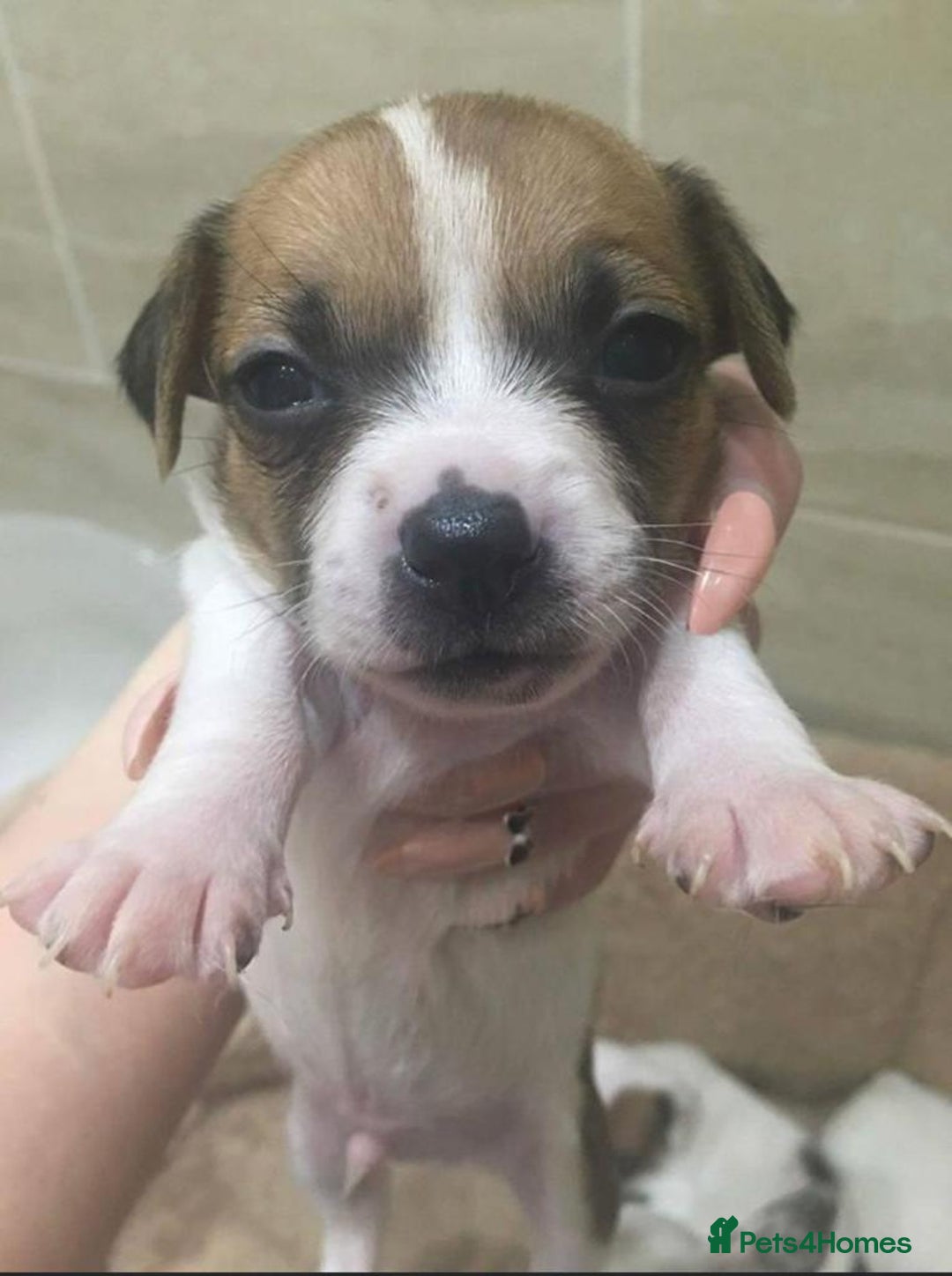 Jack Russell dogs for stud: Looking for a girlfriend  - Image 9