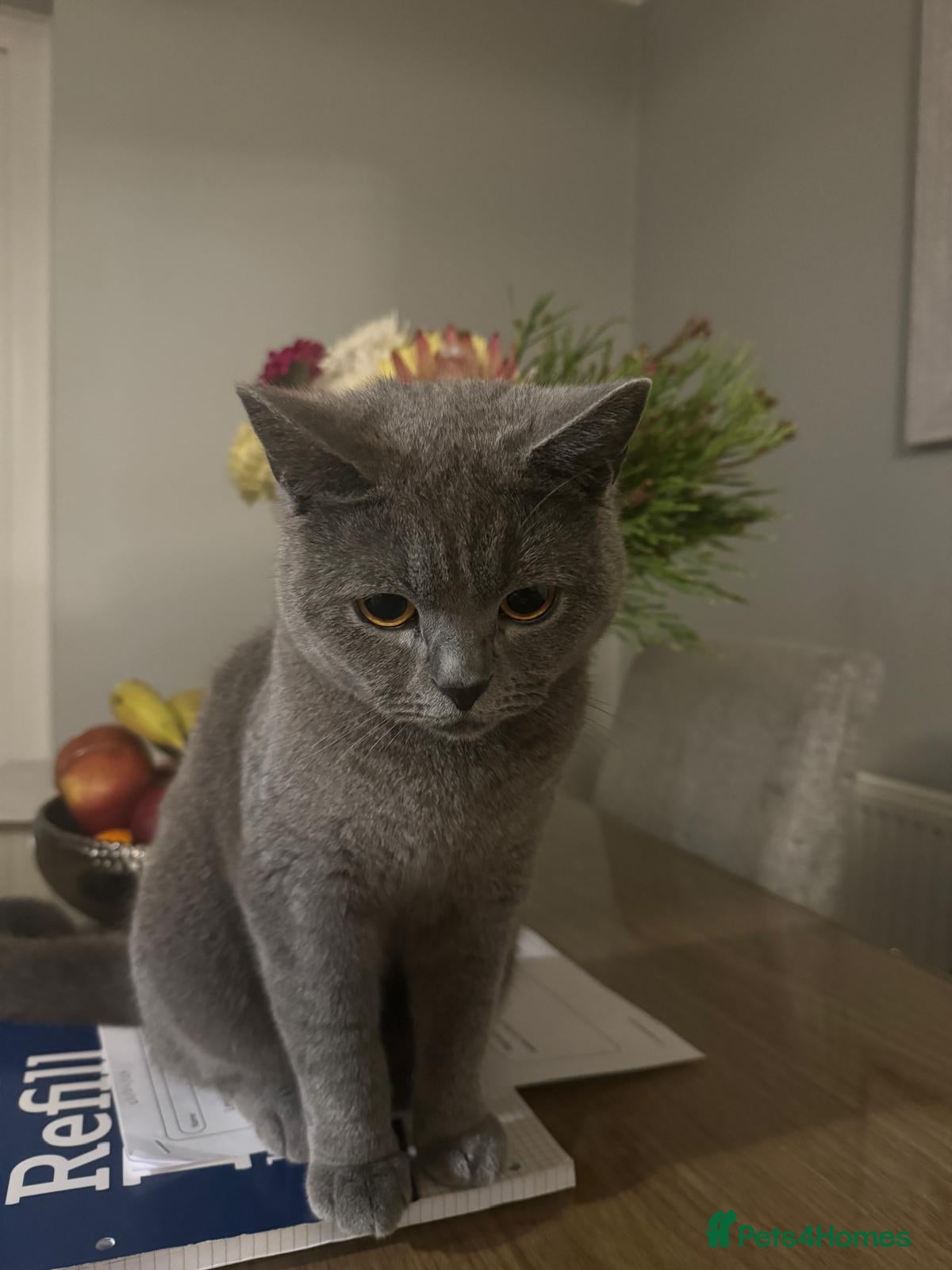 British Shorthair cats for sale: Half British shorthair kittens  - Advert 1
