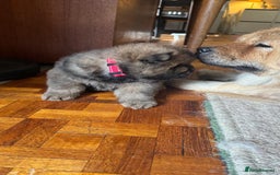 Chow Chow dogs for sale: Puppies looking for new home - Image 1