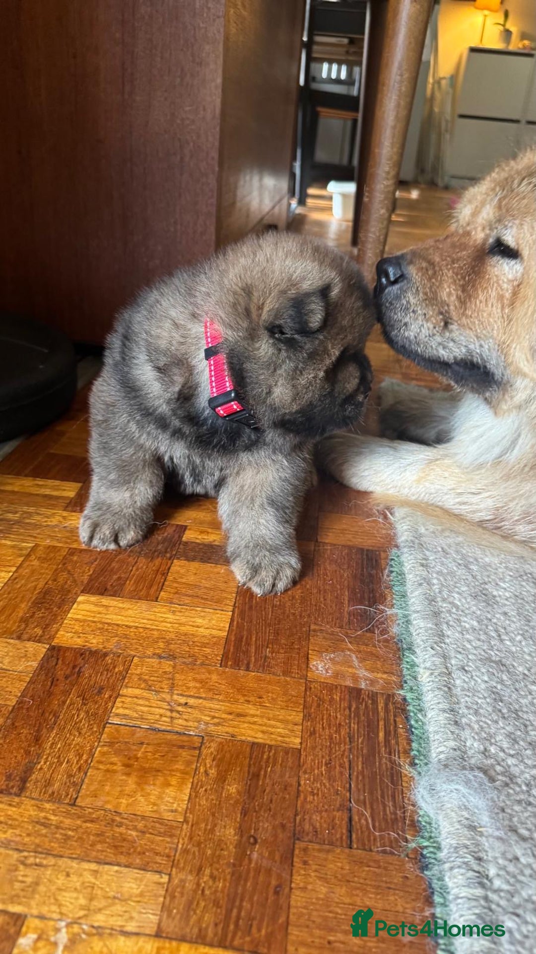 Chow Chow dogs for sale: Puppies looking for new home - Image 1