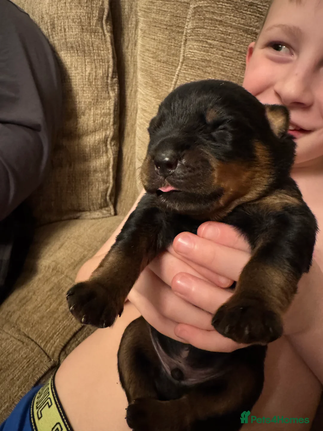 Rottweiler dogs for sale: Beautiful Rottweiler puppies for sale  - Advert 20