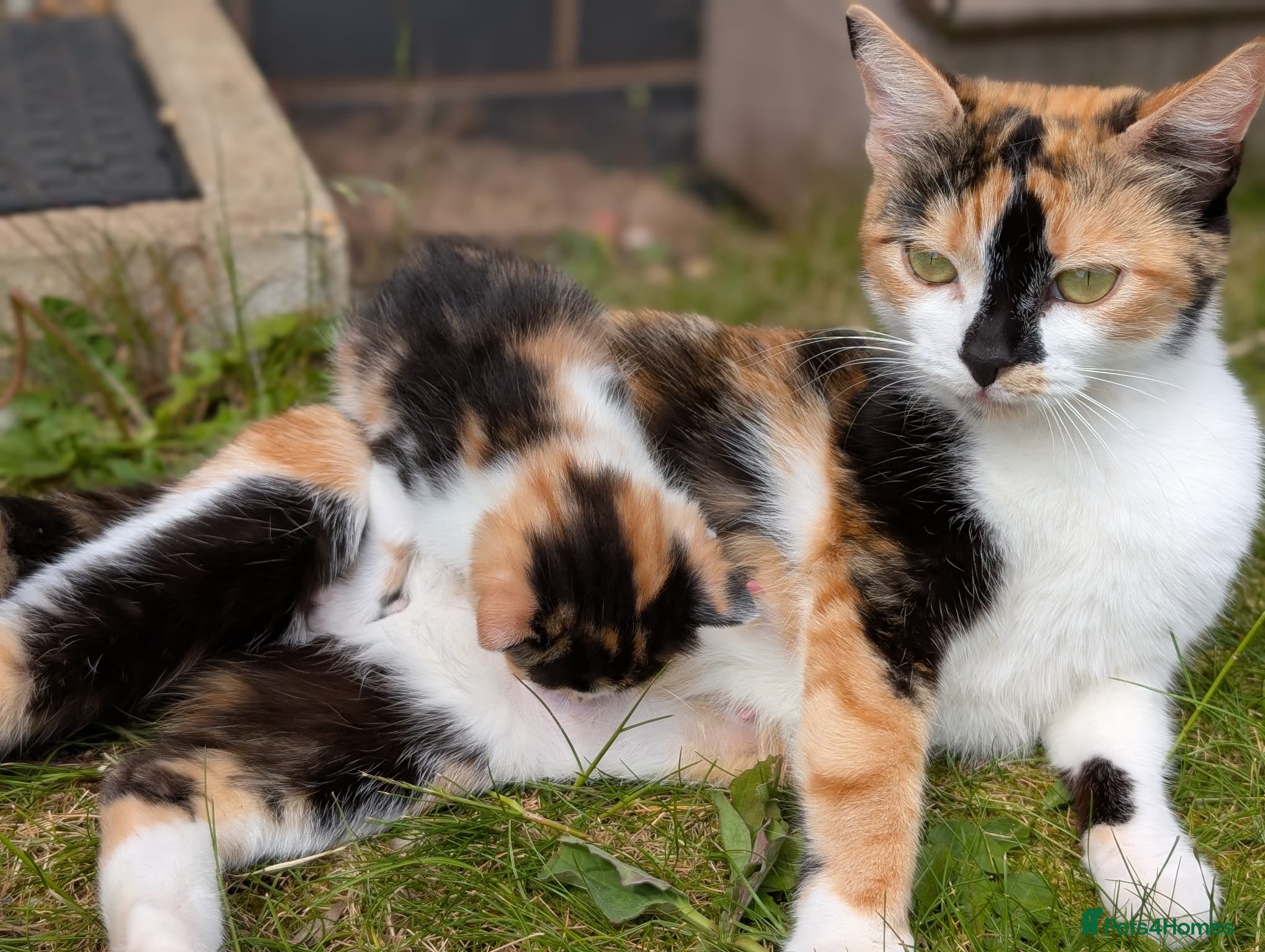 Mixed Breed cats Kittens looking for loving homes! - Advert 1