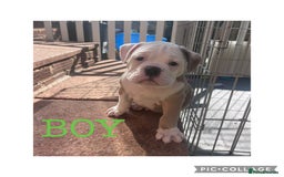 Olde English Bulldogge dogs for sale: 7 olde English bulldogs puppies - Image 10