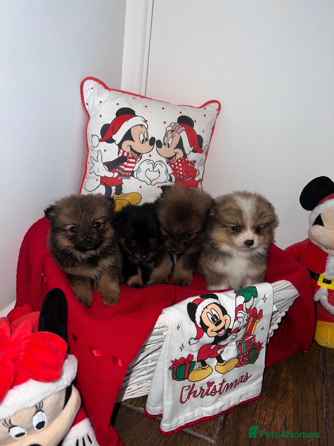 Pomeranian dogs for sale: Beautiful Pomeranian puppy’s  - Image 9