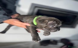 Staffordshire Bull Terrier dogs for sale: True Example Staffordshire bull Terrier Puppies KC - Image 20