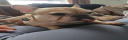 French Bulldog dogs for sale: Male French bulldog  in Cinderford - Advert 5