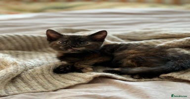 Mixed Breed cats - Advert 8
