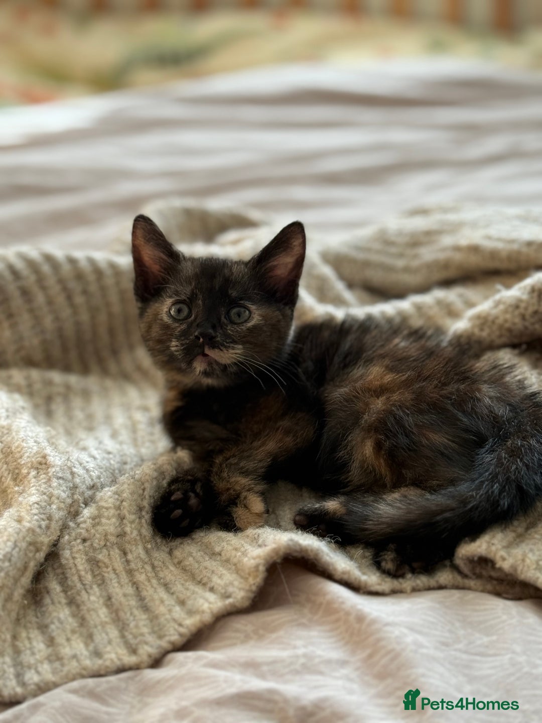 Mixed Breed cats for sale: 🐾 Adorable Kittens Looking for Loving Homes 🐾 - Image 2